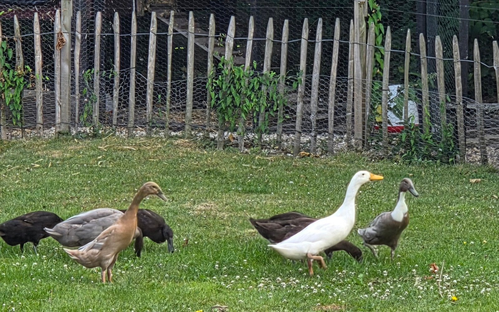 Diverse  Loopeenden, diverse kleuren., Meerdere dieren, Eend