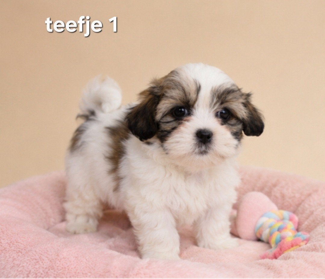 Super mooie gezonde boomerpups. Maltezer maal shih tzu, Parvo, Overige rassen, 8 tot 15 weken, Meerdere