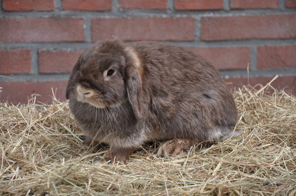 Meerdere nederlandse hangoor dwerg konijnen NHD, Dieren en Toebehoren, Konijnen, Vrouwelijk, Dwerg, Hangoor, 0 tot 2 jaar