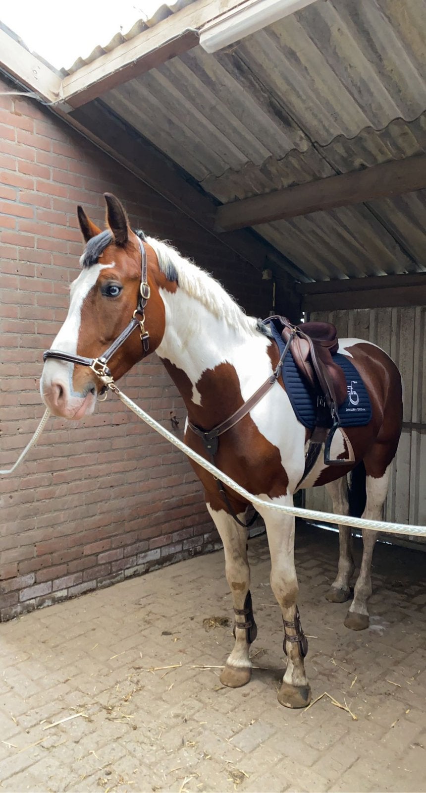Cavalliera toscana dekje navy full, Dieren en Toebehoren, Ophalen of Verzenden