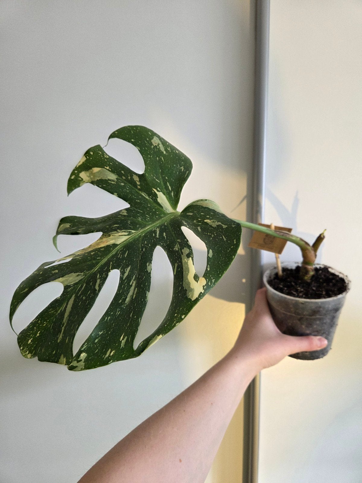 Monstera Thai Constellation, Huis en Inrichting, Kamerplanten, Verzenden, Overige soorten, Halfschaduw, Minder dan 100 cm