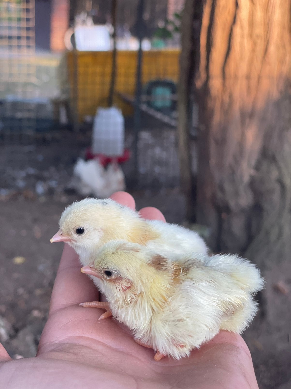 Serama kuikens te kooo 2 dagen oud, Dieren en Toebehoren, Pluimvee, Meerdere dieren, Kip