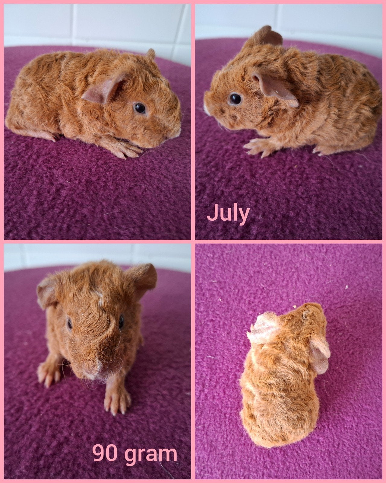 US teddy zeugje July, Dieren en Toebehoren, Juli, Vrouwelijk, Cavia