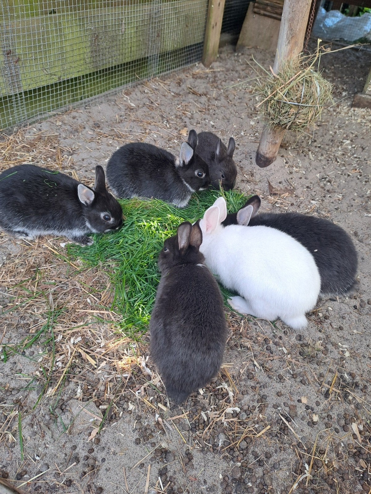 6 jonge kleurdwerg konijntjes, Dieren en Toebehoren, Konijnen, Meerdere dieren, Dwerg