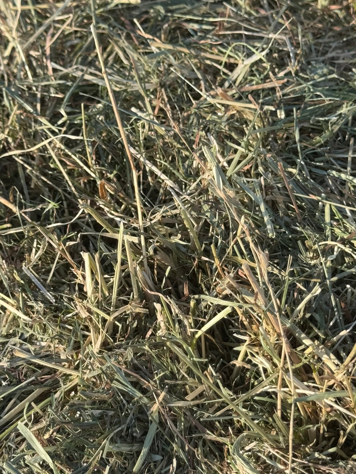 Grote pakken hooi geschikt voor paarden / pony’s, Dieren en Toebehoren, Ophalen, Vee