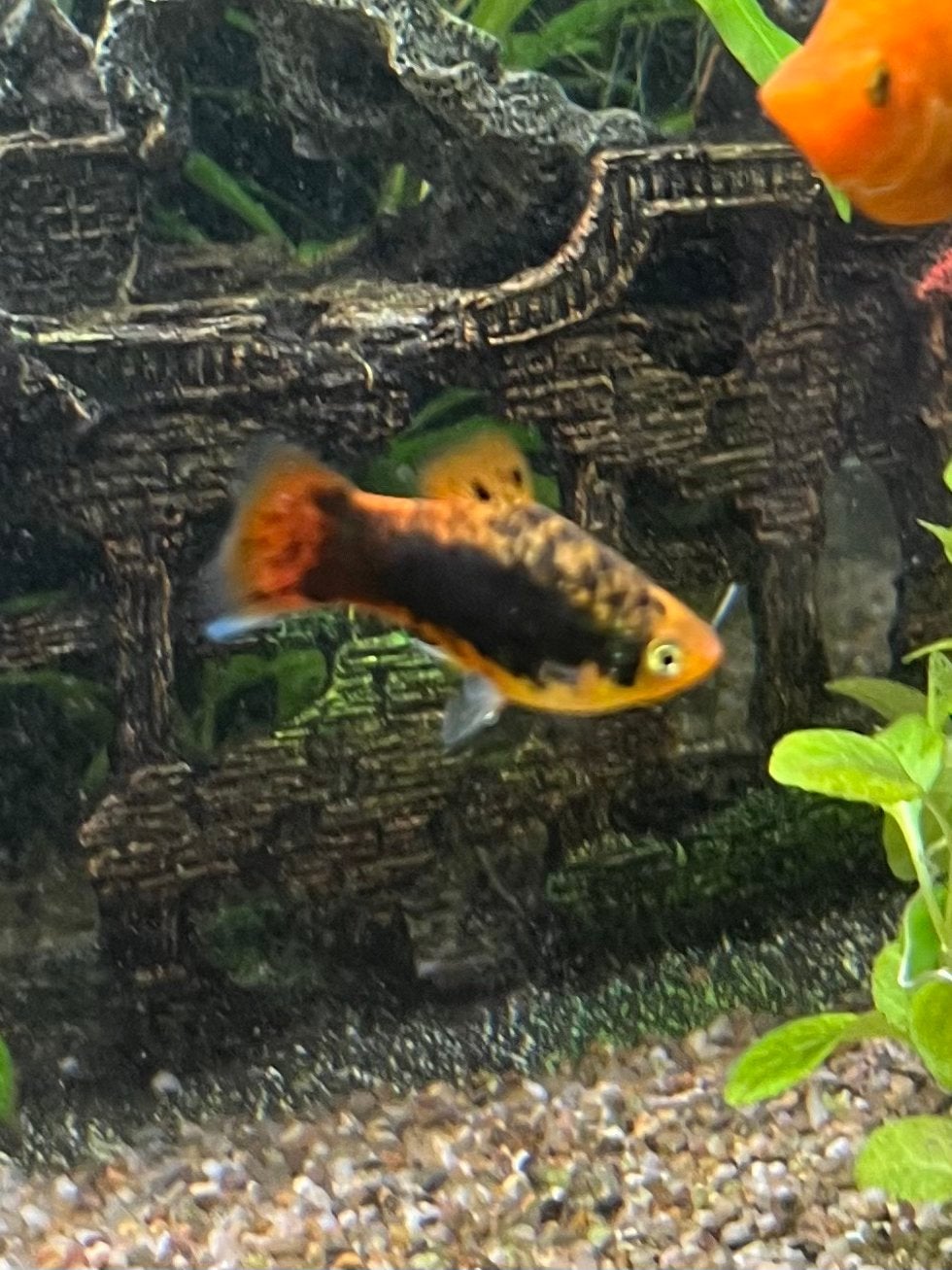 3 platy mannen, Dieren en Toebehoren, Vissen | Aquariumvissen, Vis, Zoetwatervis