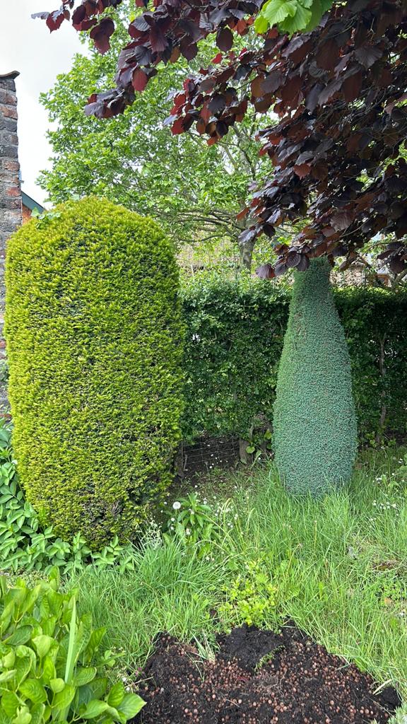 Gratis - dennen, Tuin en Terras, Planten | Struiken en Hagen, Ophalen, Overige soorten