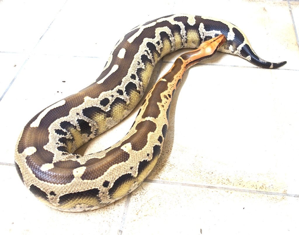 Python breitensteini, Slang, 3 tot 6 jaar