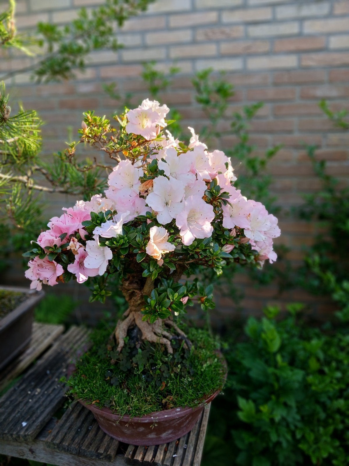 Satsuki 'gyoten' bonsai, azalea, Ophalen of Verzenden, Volle zon