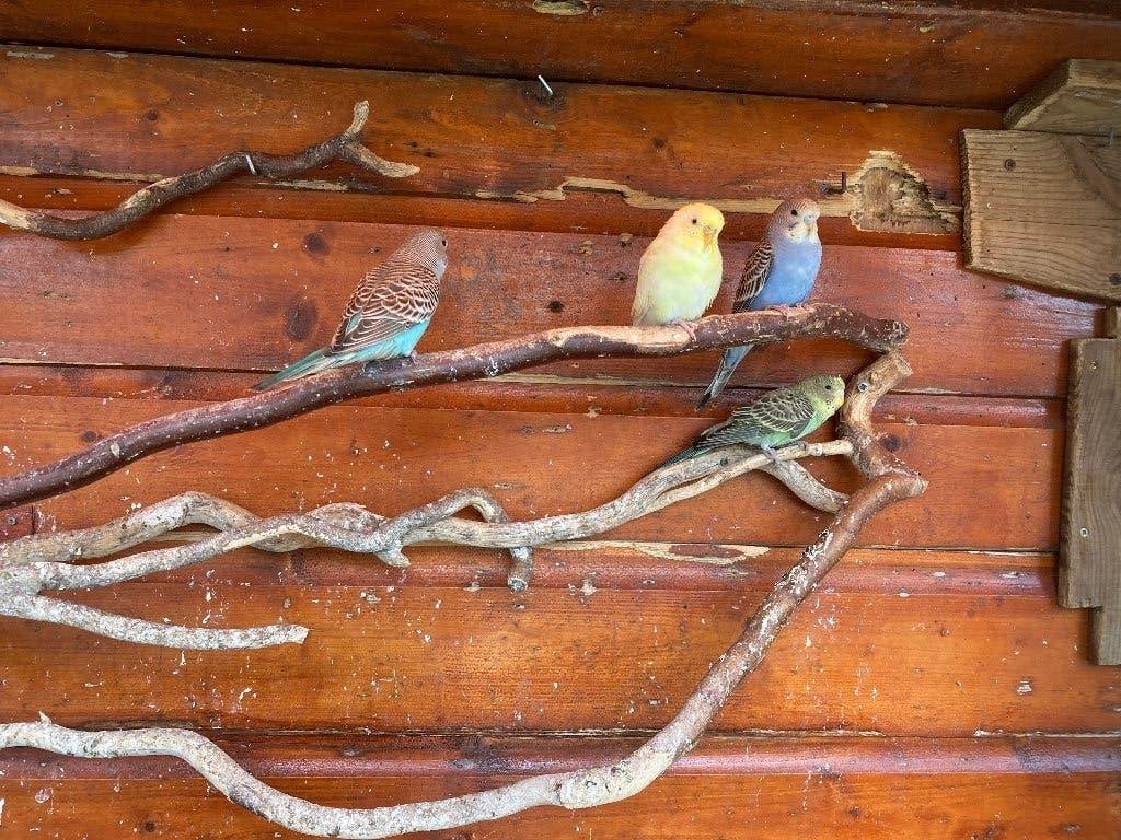 Te koop : jonge parkietjes, diverse kleuren, Meerdere dieren, Parkiet