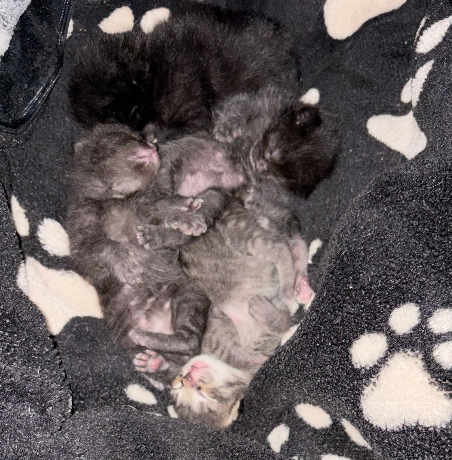 Lieve kittens aangeboden, Dieren en Toebehoren, Meerdere dieren