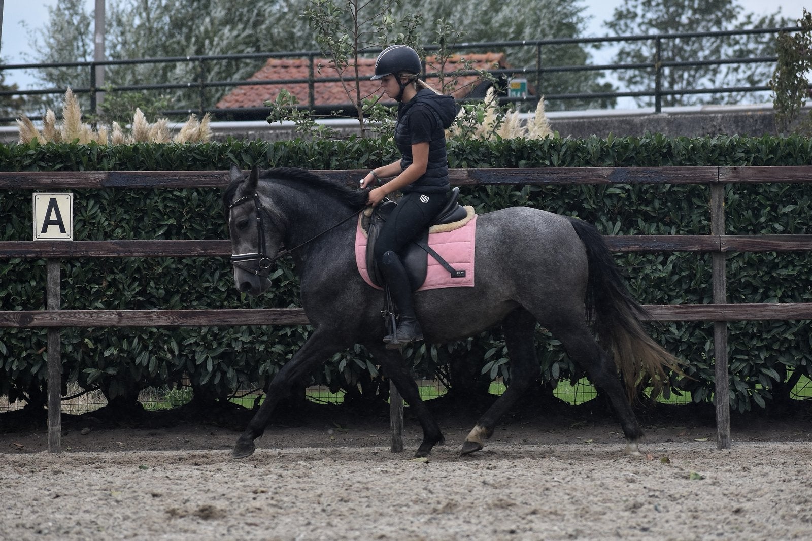 New forest x connemara D pony merrie, Merrie, B, Gechipt, 3 tot 6 jaar