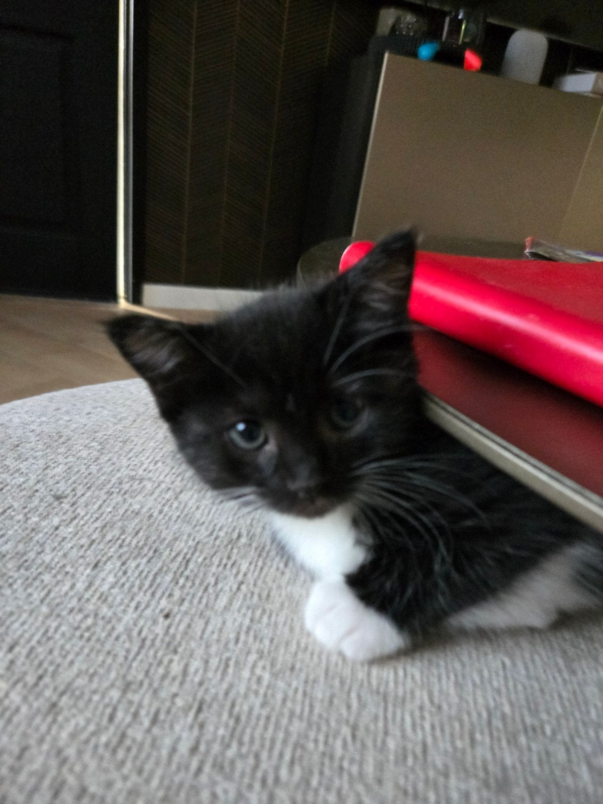 Ragdoll kitten te koop, Meerdere dieren, 0 tot 2 jaar