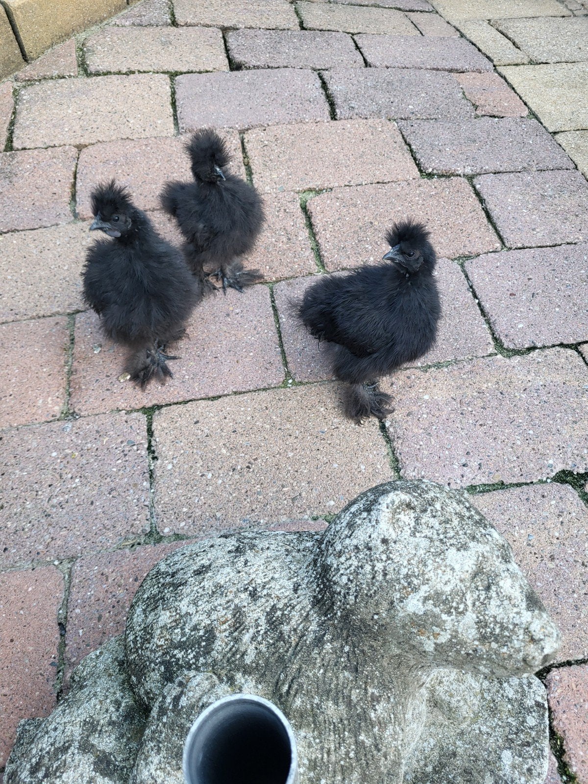 3 zwarte zijdehoen kuikens