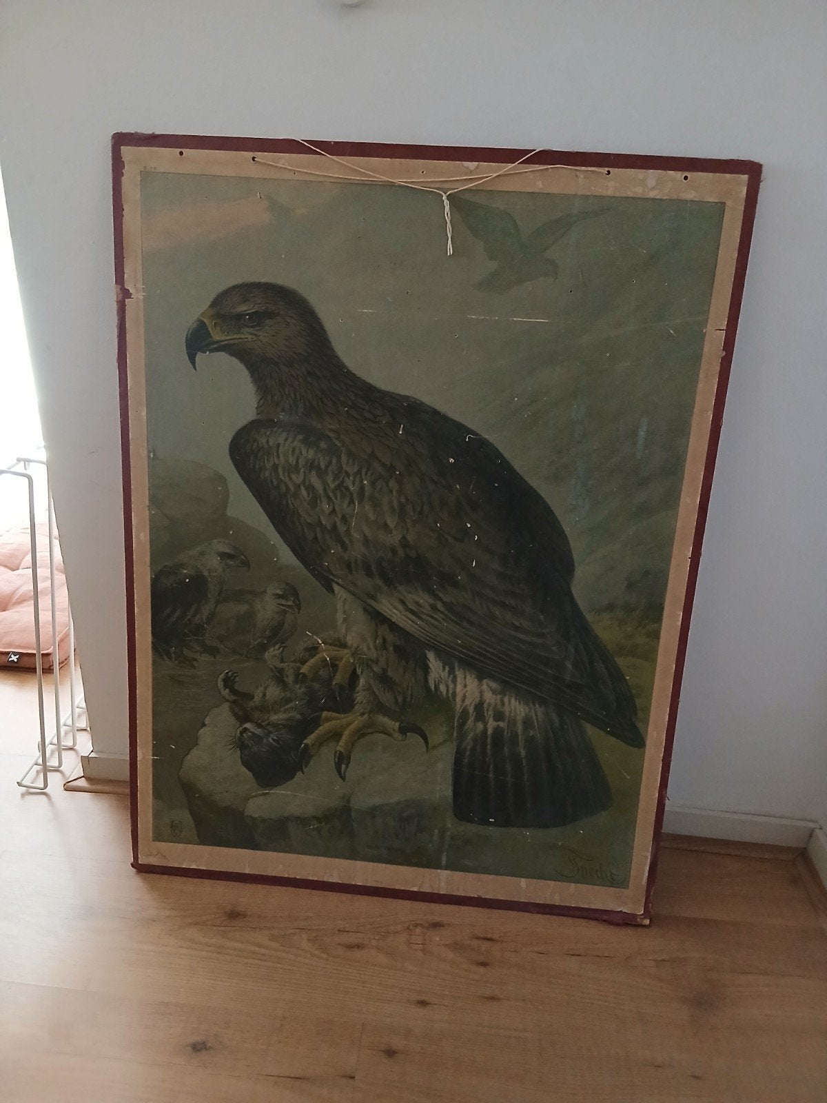 Schoolplaat arend aquila chrysaetus, Antiek en Kunst, Antiek | Schoolplaten, Ophalen, Natuur en Biologie