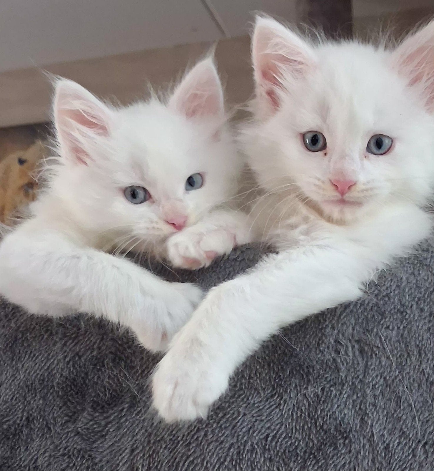 3 prachtige maine coon kittens. (3 katertjes), Meerdere dieren