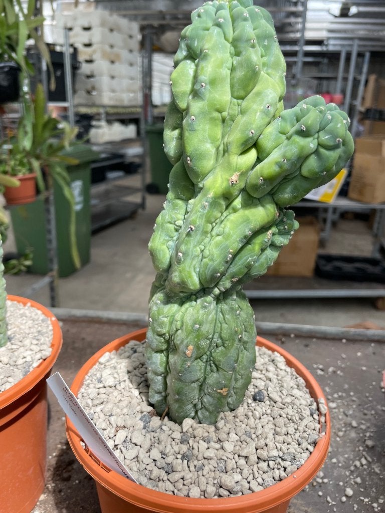 Cactus Myrtillocactus Glorp  totale hoogte 37 cm pot 17cm, Ophalen of Verzenden, Minder dan 100 cm, Bloeiende kamerplant, Volle zon