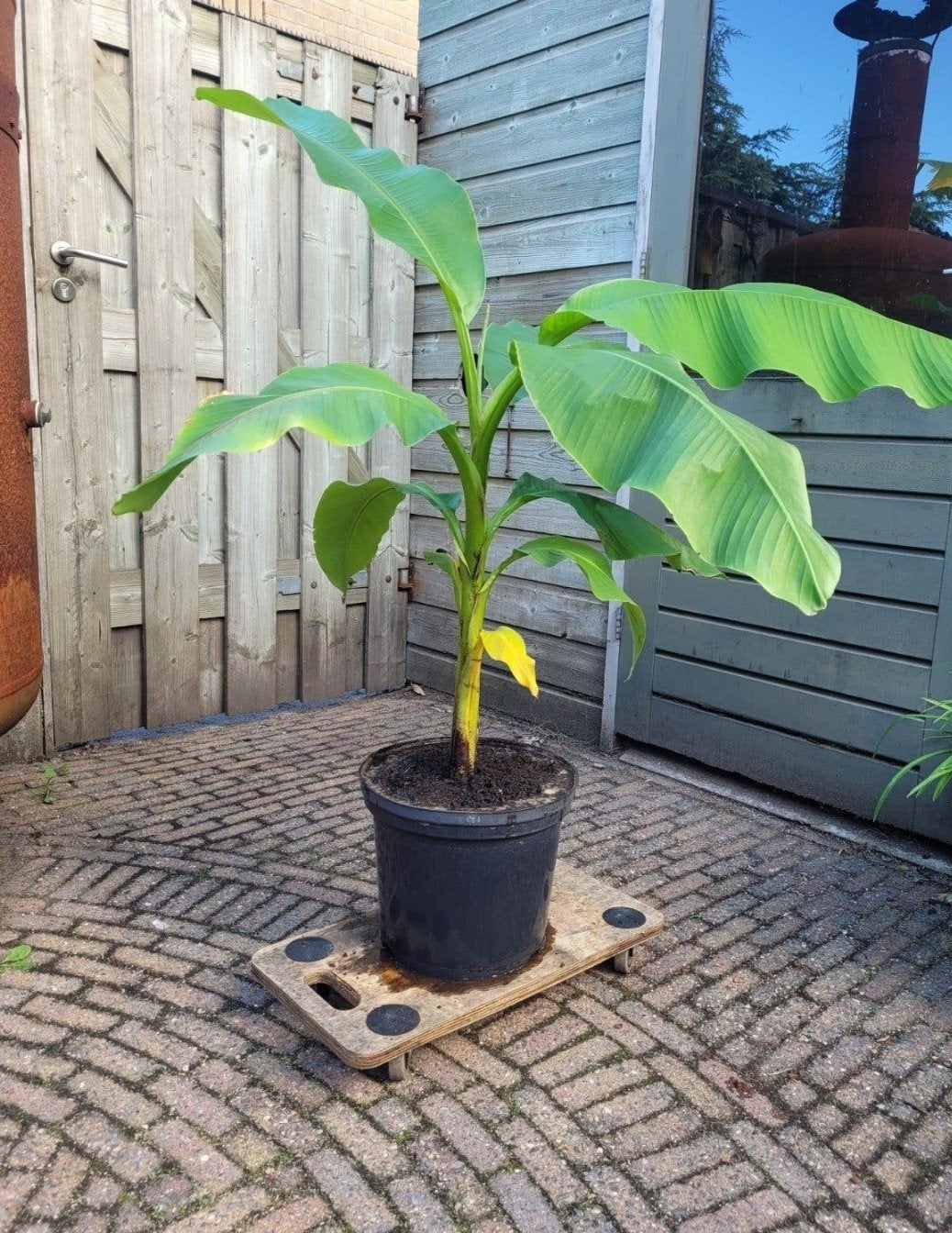 Bananenplant - Musa basjoo, Ophalen, Overige soorten, Volle zon