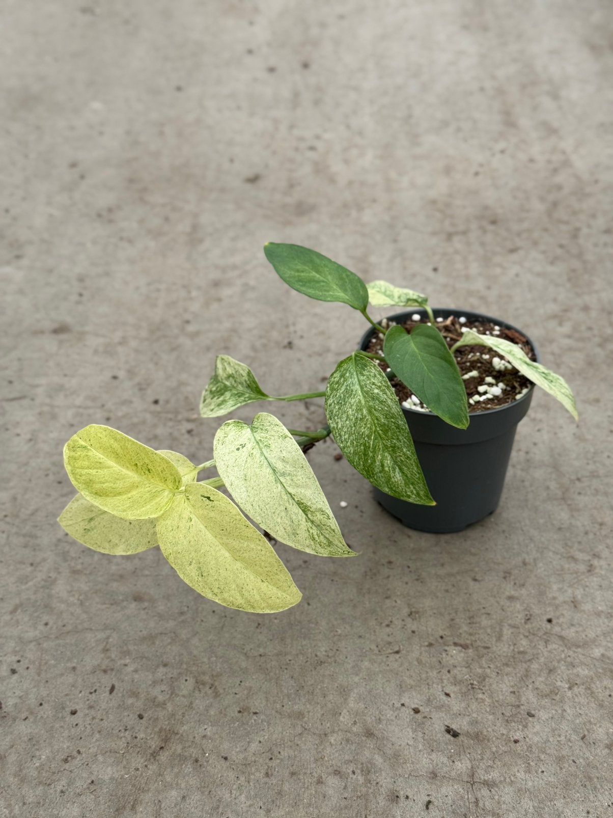 Monstera Laniata Mint, Huis en Inrichting, Kamerplanten, Ophalen of Verzenden, Halfschaduw, Minder dan 100 cm