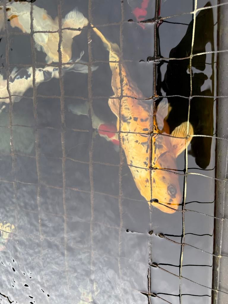 Gratis koi van 70/90cm, Dieren en Toebehoren, Vissen | Vijvervissen, Karper of Koi