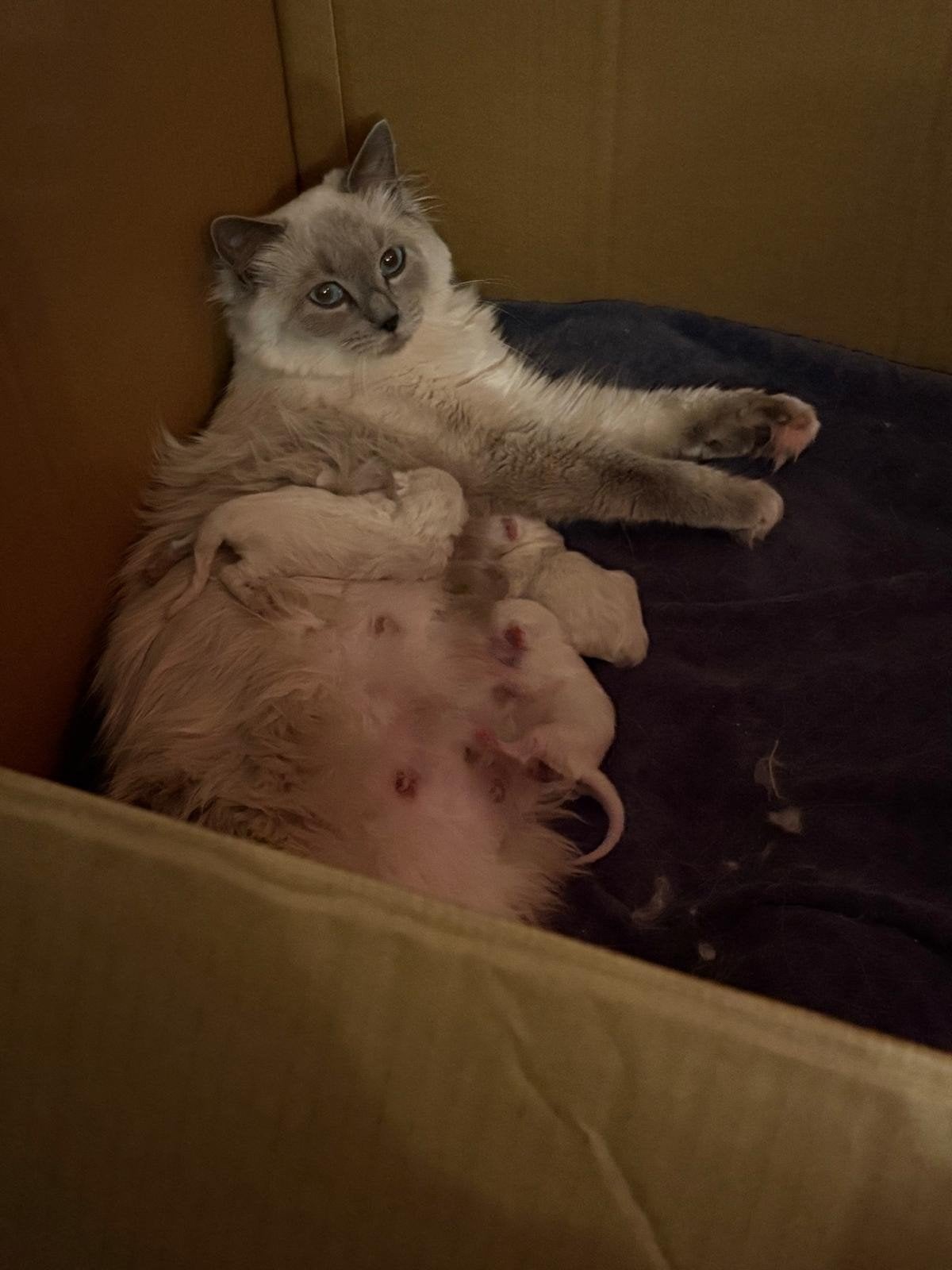 Prachtige super schattige raszuivere Ragdoll langhaar kitten, Dieren en Toebehoren, Meerdere dieren, Ontwormd, 0 tot 2 jaar