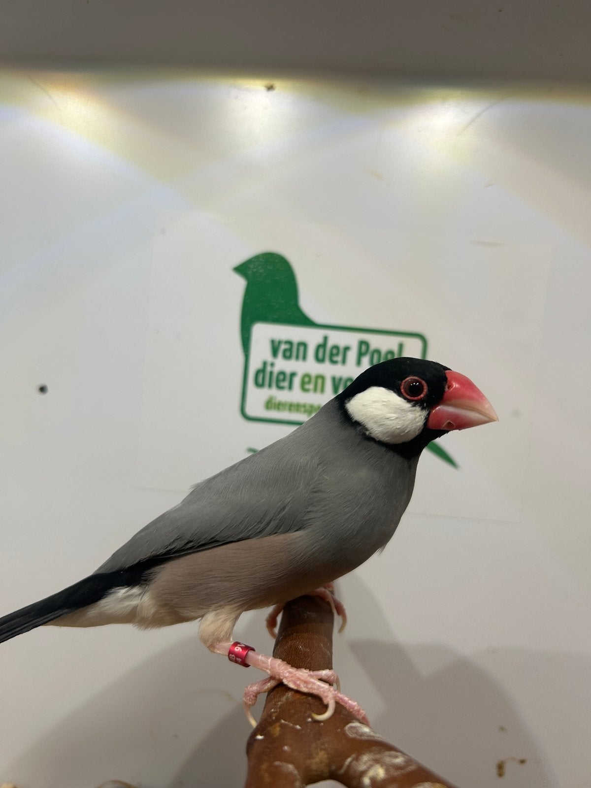 Rijstvogels, Dieren en Toebehoren, Meerdere dieren, Tropenvogel, Geringd