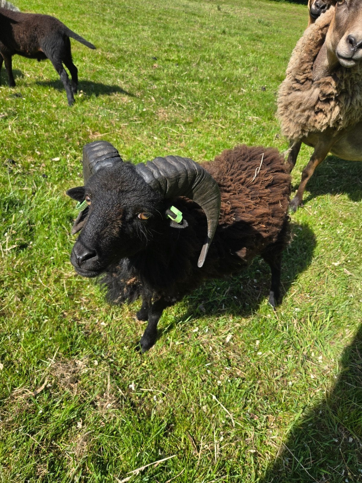 Rammen Oussant en kruising maasduin., Dieren en Toebehoren, Mannelijk, Schaap