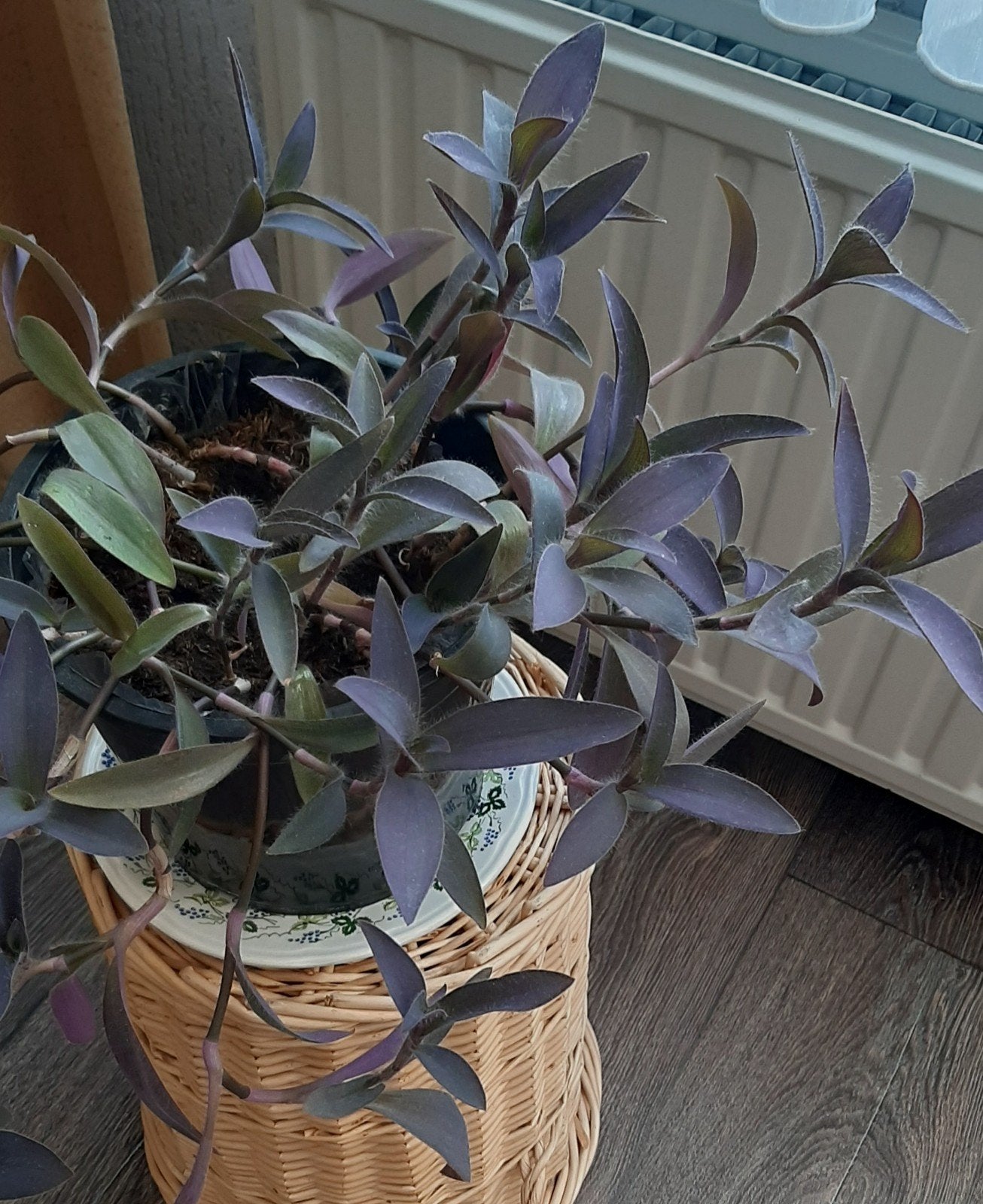 Kamerplant Tradescantia - OPHALEN, Ophalen, Overige soorten, Halfschaduw, In pot