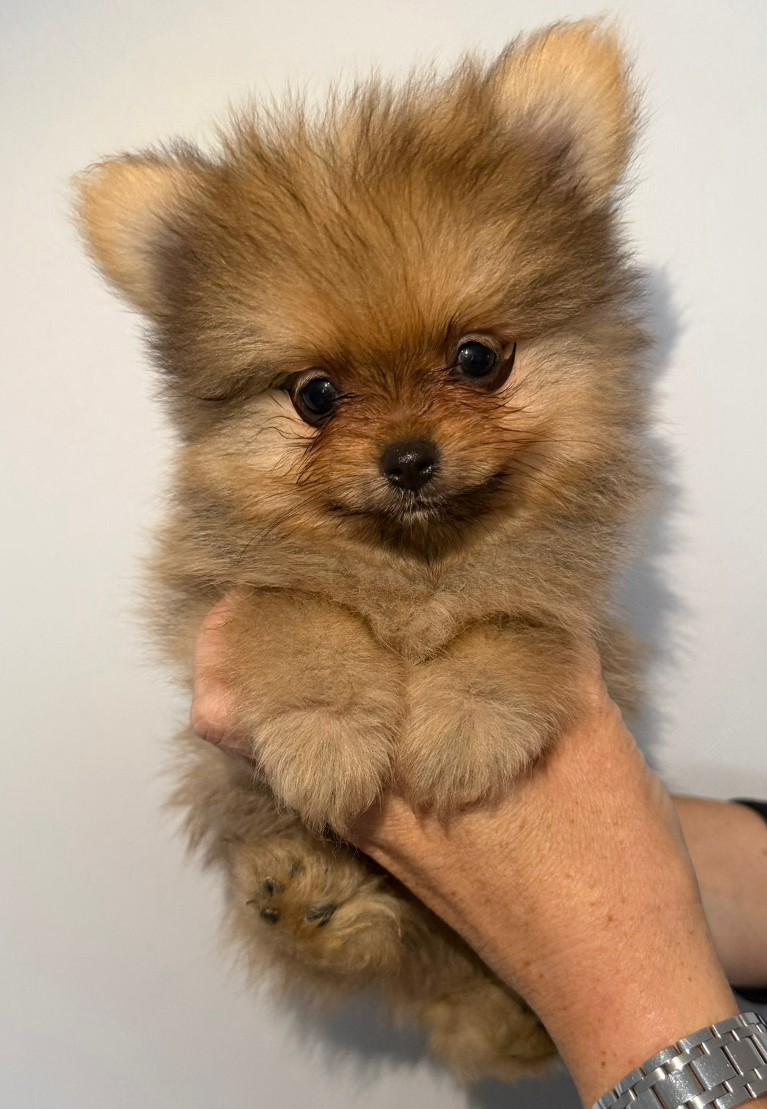 Pomeriaan puppy’s met NL FCI stamboom show kwaliteit, Dieren en Toebehoren, Keeshond, CDV (hondenziekte), 8 tot 15 weken, Meerdere