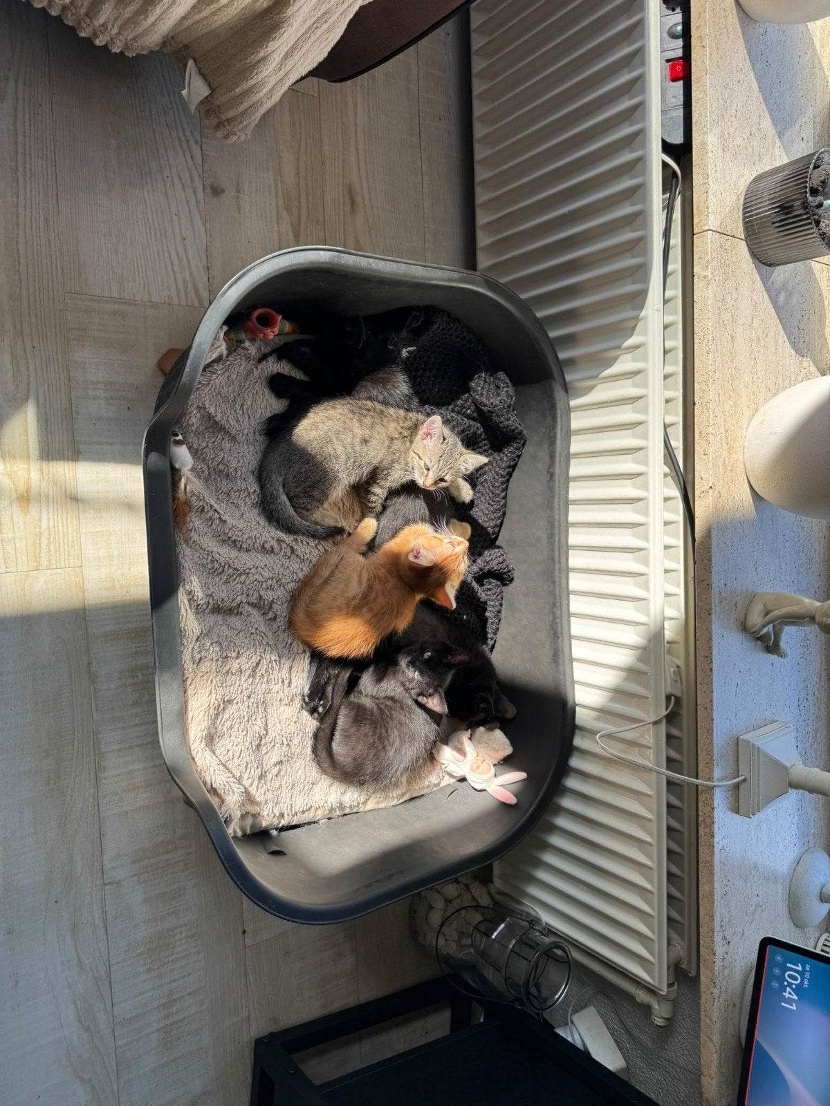 lieve kittens zoeken warm mandje, Dieren en Toebehoren, Meerdere dieren