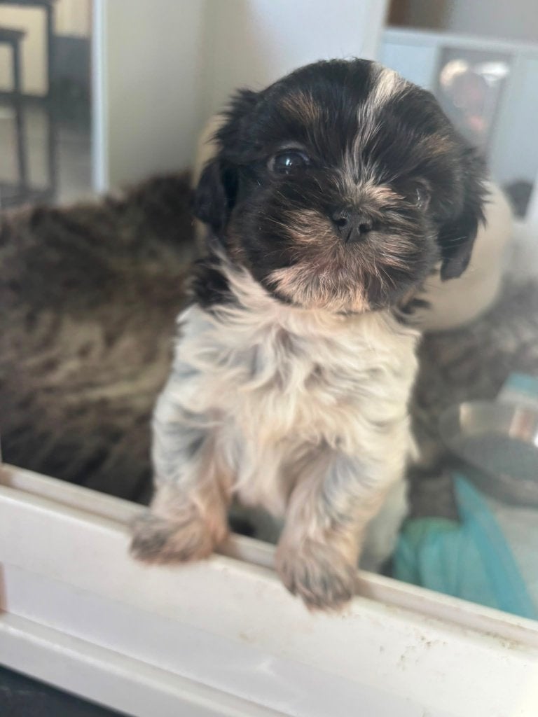 puppies, Overige rassen, 8 tot 15 weken, Parvo, Meerdere