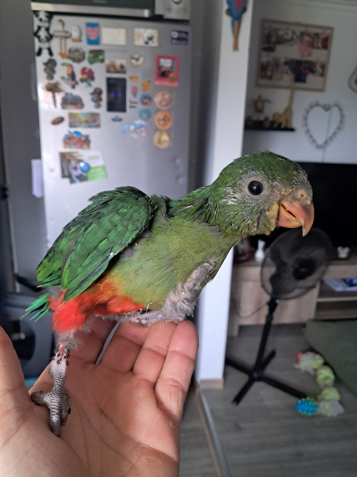Baby koning parkiet  tam en lief, Dieren en Toebehoren, Vogels | Parkieten en Papegaaien, Mannelijk, Parkiet, Tam