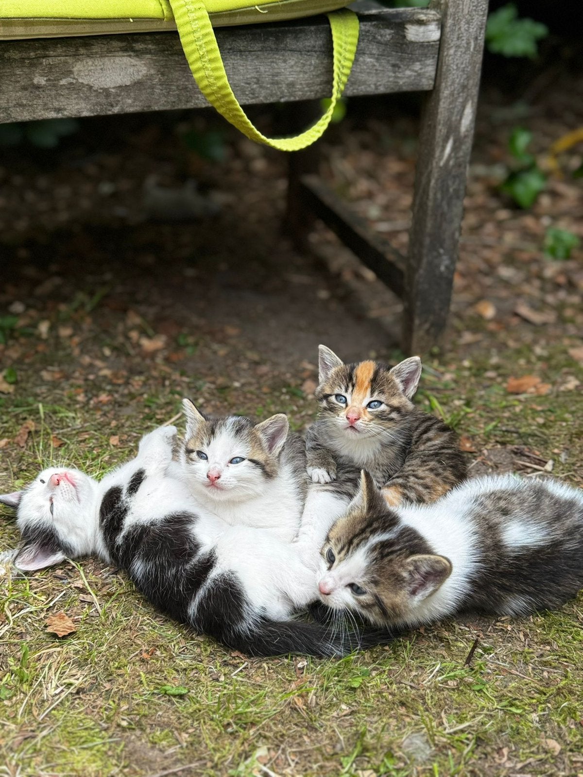 Kittens (3 katers), Kater, Kortharig, 0 tot 2 jaar