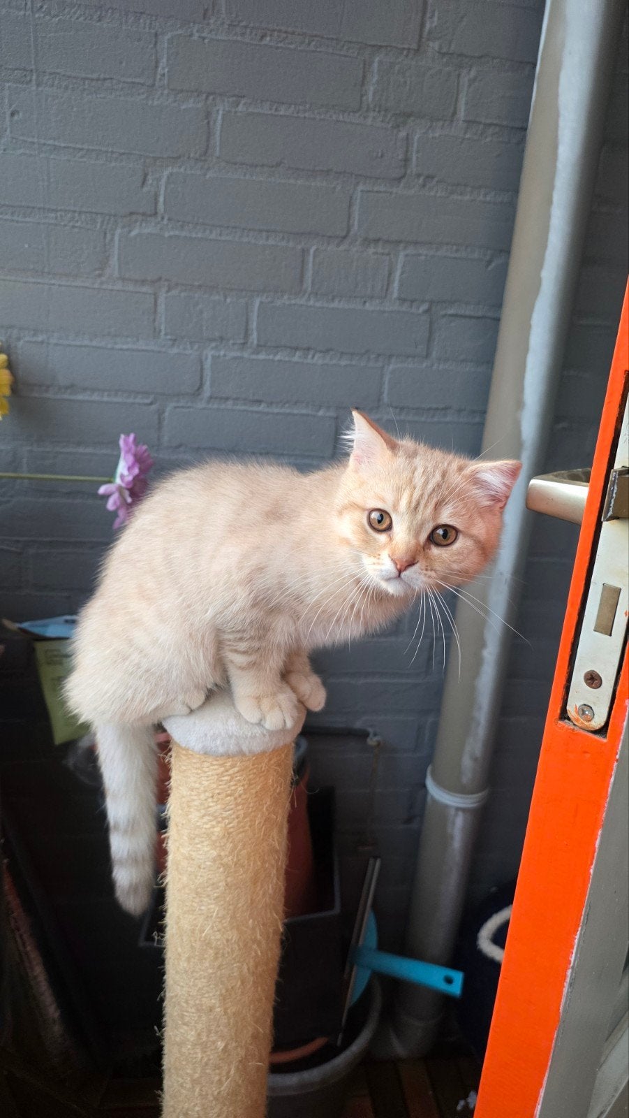 Raszuivere Britse Korthaar kitten, Dieren en Toebehoren, Kater, Ontwormd, 0 tot 2 jaar