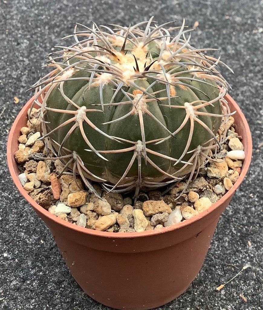 Cactus, Gymnocalycium, Ophalen of Verzenden, Cactus, Volle zon, Minder dan 100 cm