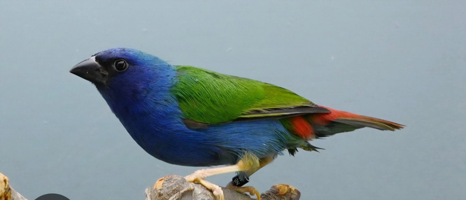 Papegaai Amadine, Dieren en Toebehoren, Vogels | Overige Vogels, Vrouwelijk, Tropenvogel, Geringd