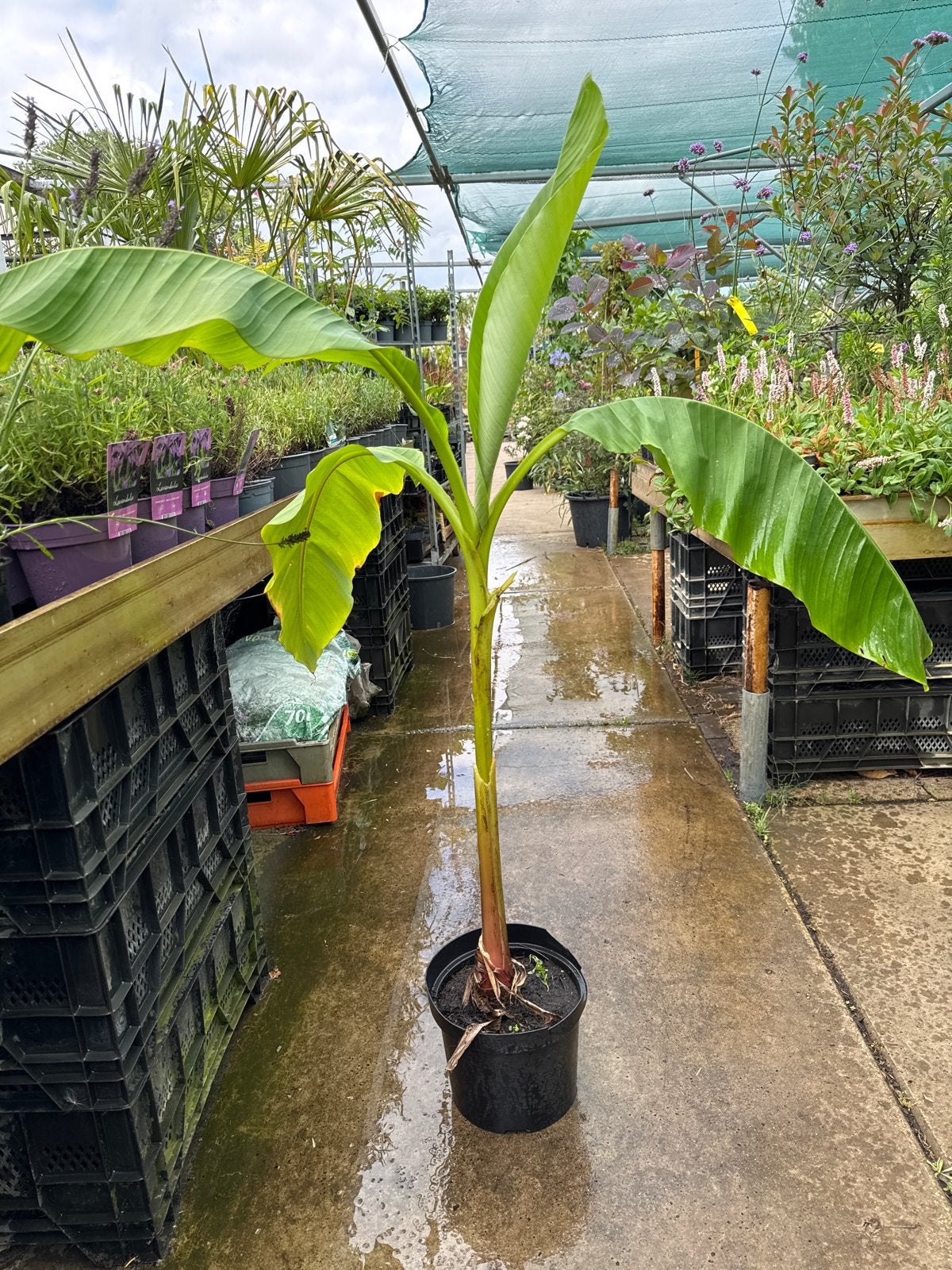 Winterharde bananen Musa Basjoo en sikkemensis - Nu €10!, Volle zon, Vaste plant, Bloeit niet, Ophalen