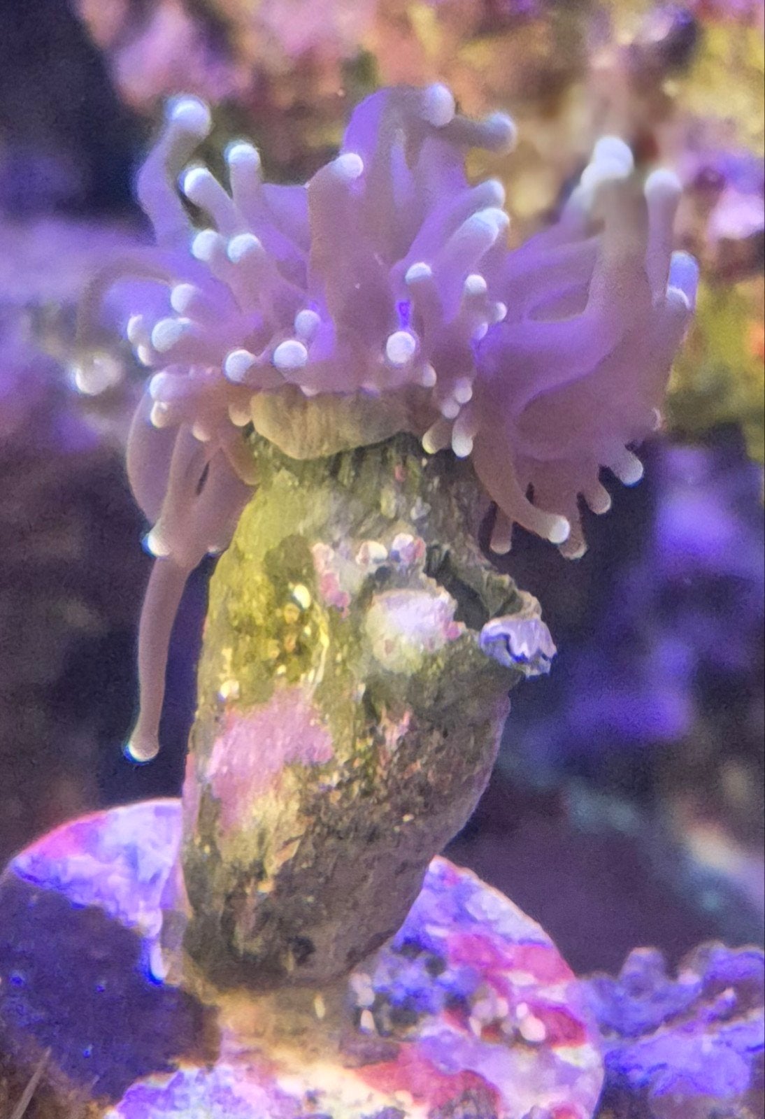 dragonsoul/torch/zeeaquarium/zoutwater/koraal/stekken/vis, Dieren en Toebehoren, Vissen | Aquariumvissen, Overige typen