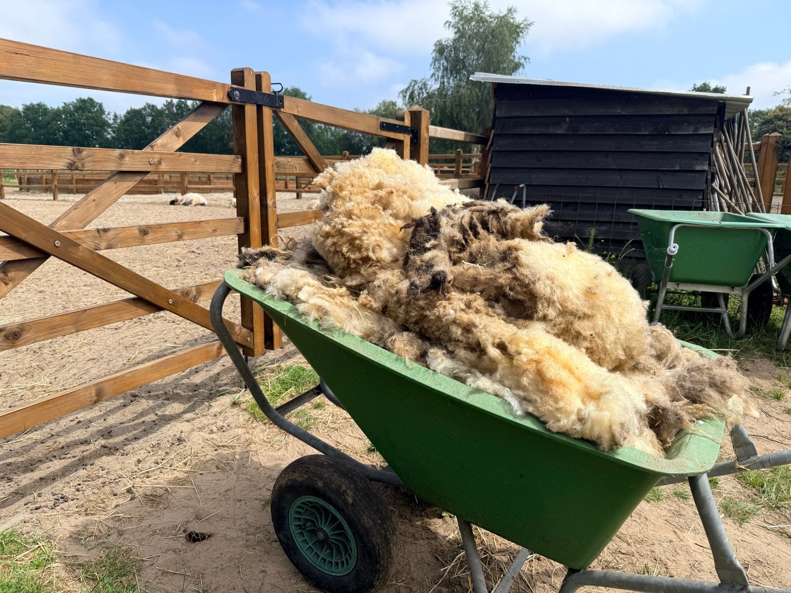 Wol van 4 wallischer schwarznase schapen, Vrouwelijk, Schaap