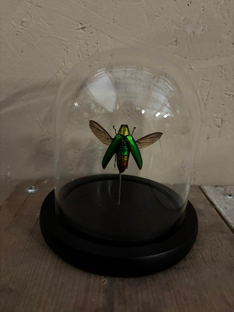 Mooi stolpje met een opgezette Prachtkever!, Ophalen of Verzenden, Nieuw, Insect, Opgezet dier