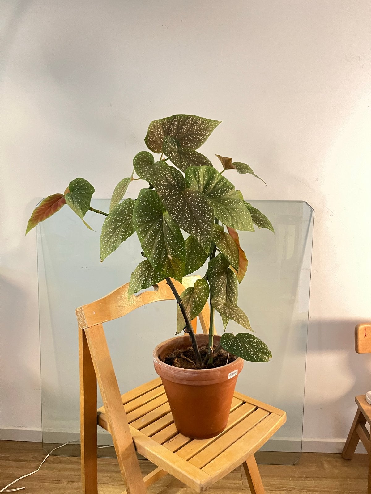 Begonia Maculata - Polka Dot Begonia, Ophalen, Overige soorten, Halfschaduw, In pot