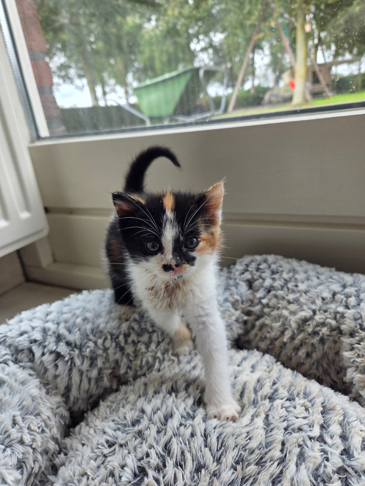 Jonge kittens/poesjes, Dieren en Toebehoren, Meerdere dieren, Kortharig, 0 tot 2 jaar