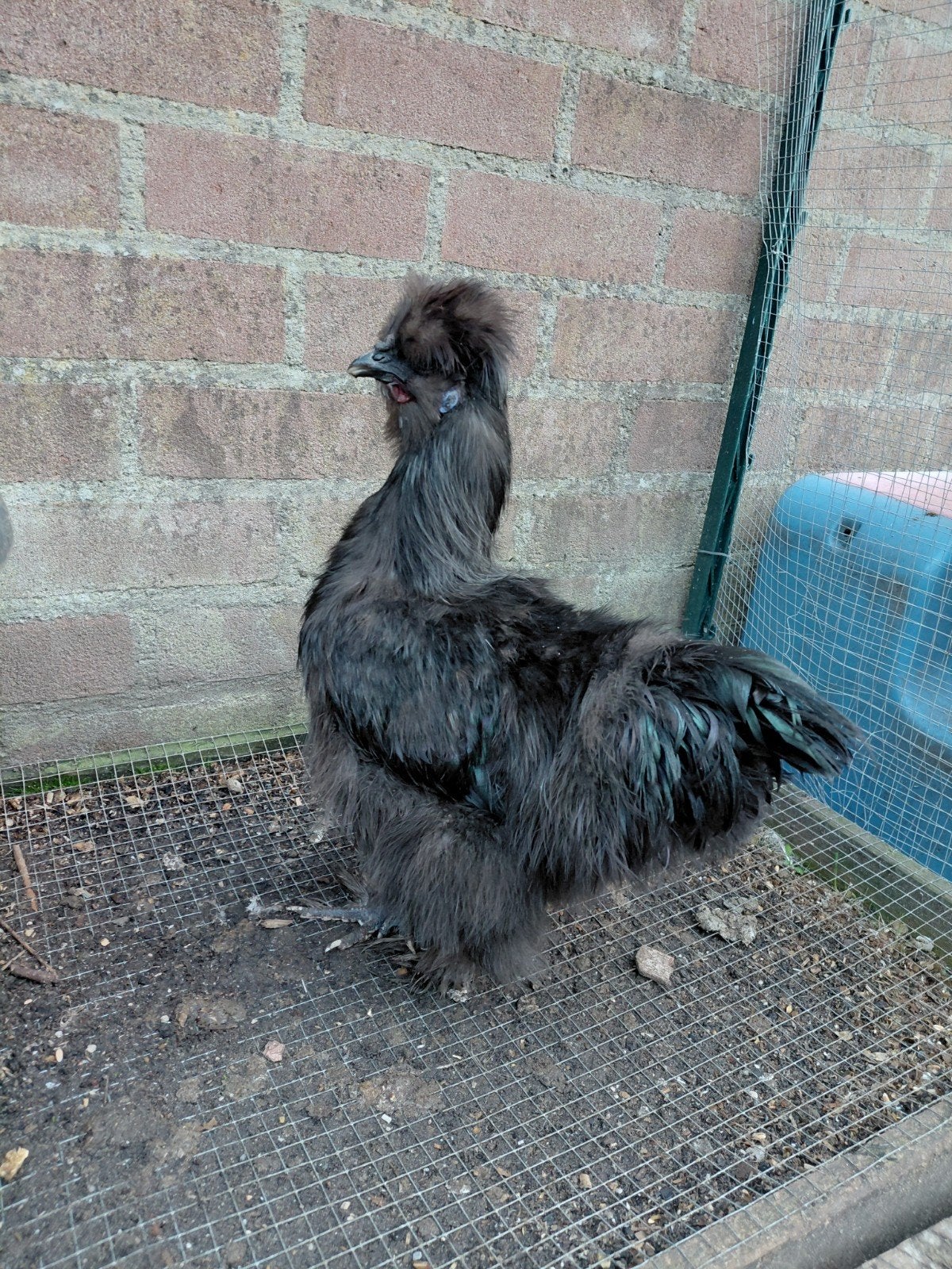 2x zijdehoen haan 2x serama haan A klasse, Dieren en Toebehoren, Mannelijk, Kip