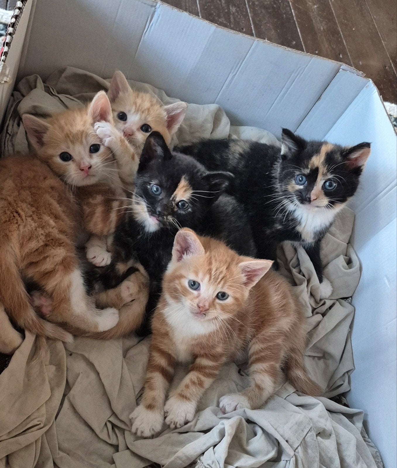Kitten, Dieren en Toebehoren, Katten en Kittens | Overige Katten, Geslacht onbekend, Kortharig, 0 tot 2 jaar