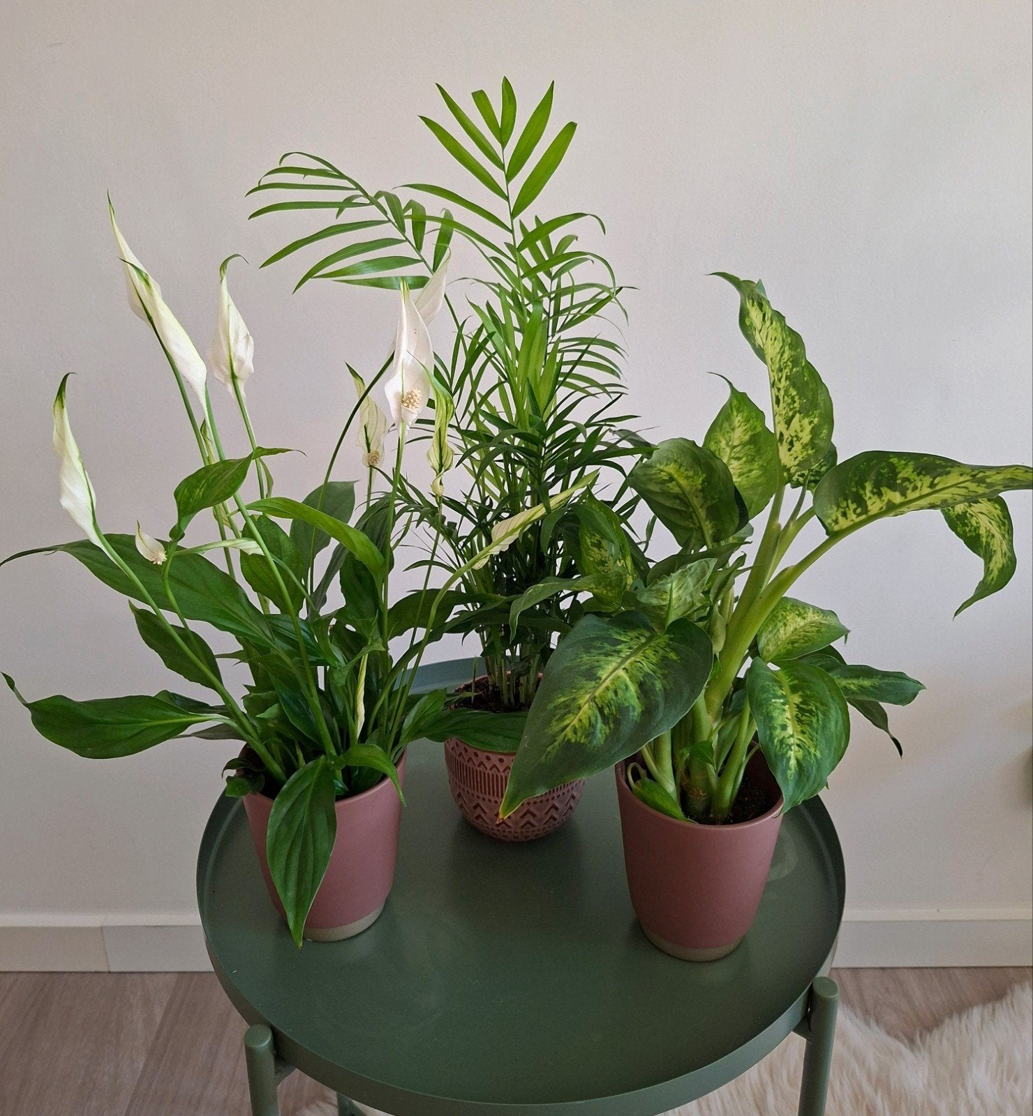 Kamerplanten, Dieffenbachia, palm, lepelplant vredeslelie, Palm, In pot, Minder dan 100 cm, Groene kamerplant