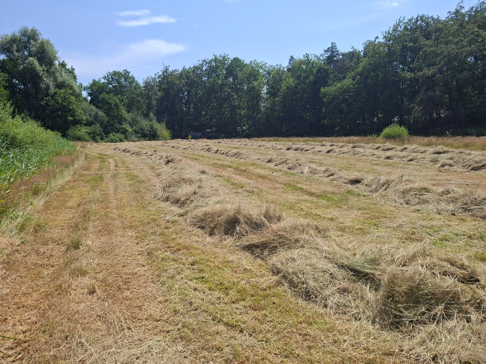 Te koop aangeboden hooi balen, Dieren en Toebehoren, Ophalen, Vee