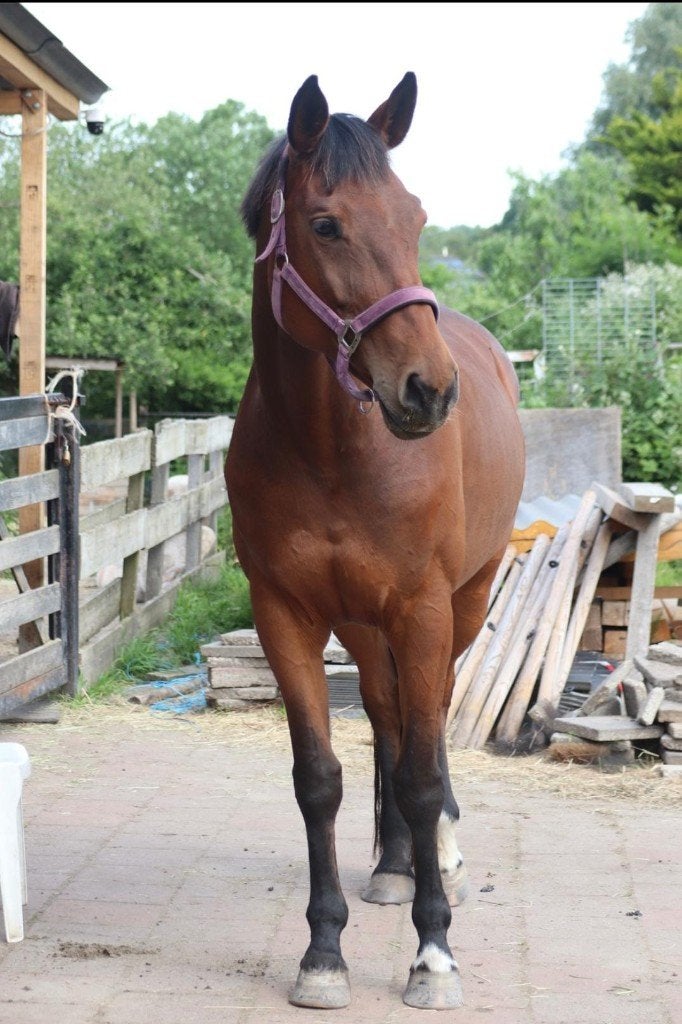 Mooie 11-jarige KWPN merrie (Galileo van Bria x Sorento), Dieren en Toebehoren, Paarden, Merrie, Met stamboom, Niet van toepassing