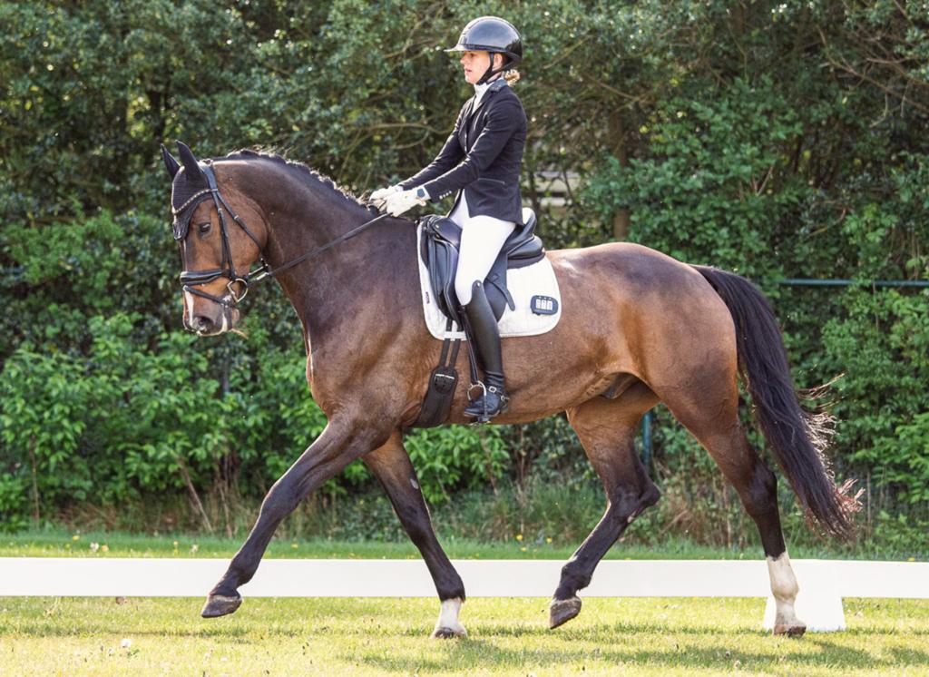 Knappe 10 jarige ruin te koop, 175 cm of meer, Ruin, M, Dressuurpaard