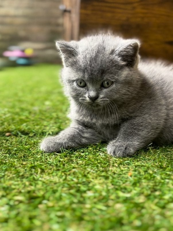 2 prachtige britse korthaar poesjes 💜💜, Poes, Ontwormd, 0 tot 2 jaar