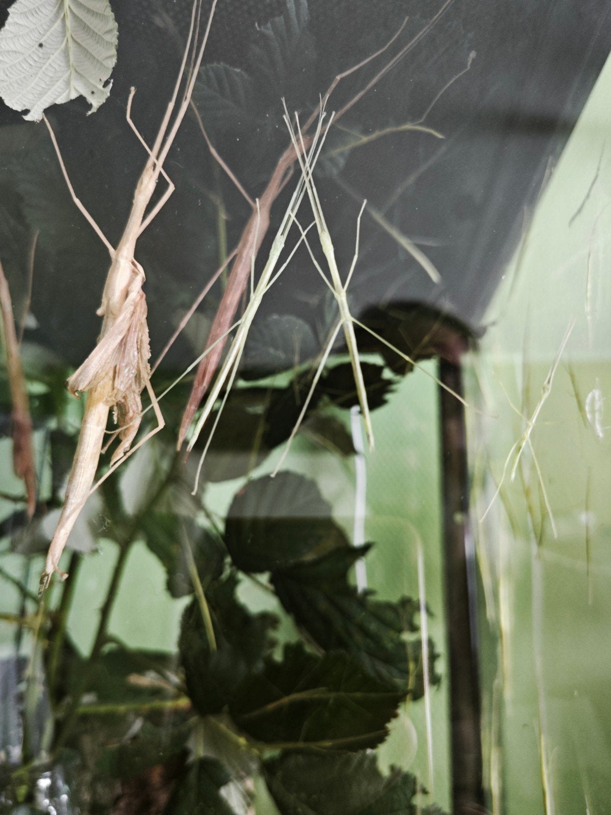Nimfen Sipyloidea Clorotica, Wandelende tak